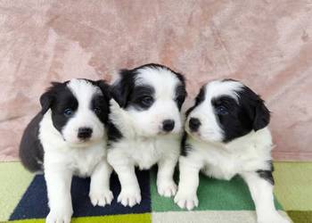 Szczeniaczki Border Collie