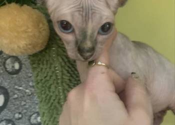 Sfinks Kanadyjski. Rezerwacja kotki.