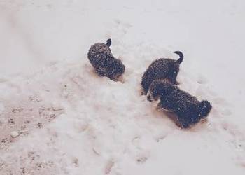 Obroza dla terier walijski