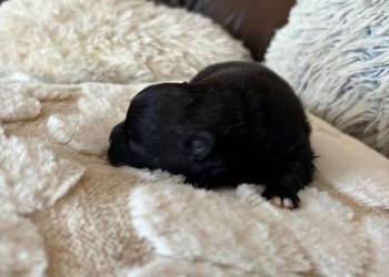 Szpic miniaturowy pomeranian boy