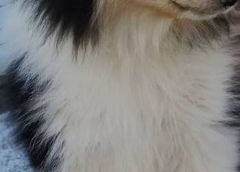 Owczarek szkocki collie ZKwP (FCI)