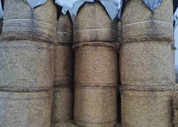 Słoma pszenna sprzedam słomę 130x120, 80 balotów