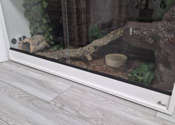 Pyton królewski + terrarium 120x50x60 + szczury