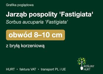 Jarząb pospolity 'Fastigiata' obwód 8-10 cm, z bryłą – HURT