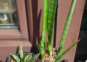 Kpl 3 sansewierie sansevieria subtilis phillipsiae cylindrica Boncel