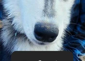 Syberiany husky