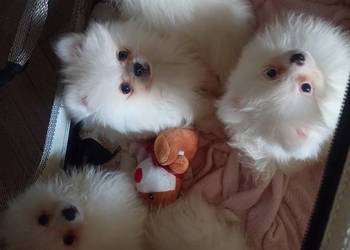 Szpic miniaturowy Pomeranian