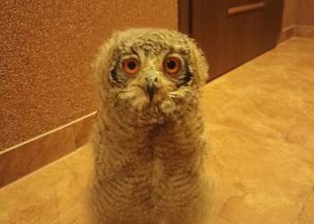 Sowa Puchacz Bengalski -młode- ostatni na ten rok:)