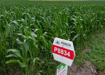 Materiał siewny kukurydza Pioneer P8834 AQUAmax FAO 250