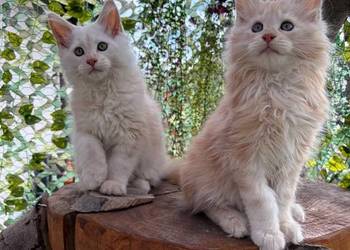 Maine Coon – wyjątkowe kocurki szukają kochających domów!