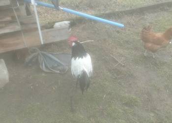Sprzedam kogutki