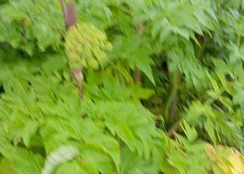 Nasiona arcydzięgiel 2024