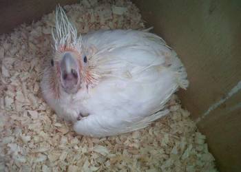 *Kolorowe papugi i jaja papug na sprzedaż*