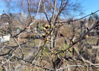 Działka ROD LEPSZE JUTRO Ołbin Wrocław 113m