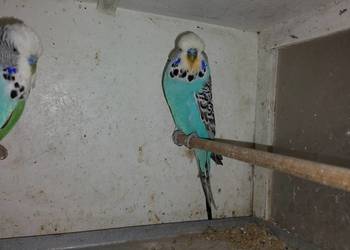 Sprzedam papugi faliste