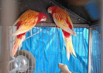 Rozelle białolice rubino