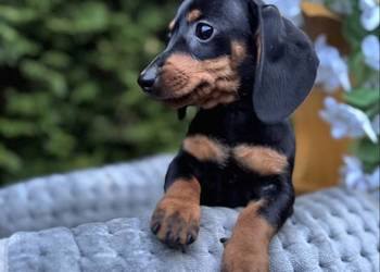 Cudowna sunia Jamnik miniaturowy standard czarno podpalana z rodowodem