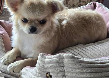 Chihuahua biszkoptowa 9 mcy