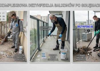 Gołebie, odchody bakterie, wirusy, dezynfecja, Wrocław, Opole, Legnica