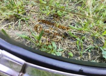 Sprzedam-Szyba tylna mercedes W123 oraz wykładzina tył bagaznik -tanio!
