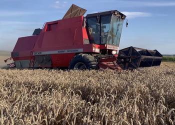 Massey Ferguson 31xp dronningborg 8500 hydrostat na brązowym spodzie