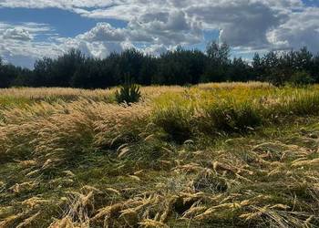 Działka w Kwiatkówku/Kampinos