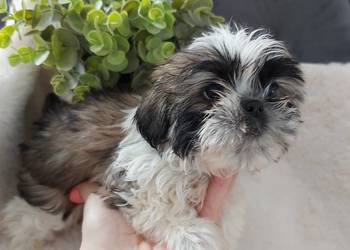 Piesek shih tzu