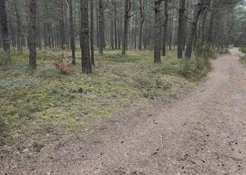 Sprzedam działkę leśną, las