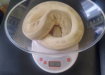 Samiec Pyton Królewski Pastel Butter Spotnose Clown