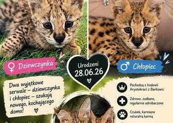 Serwal Afrykański cudowne kociaki