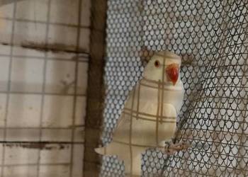 Aleksandretta Obrożna Albinos