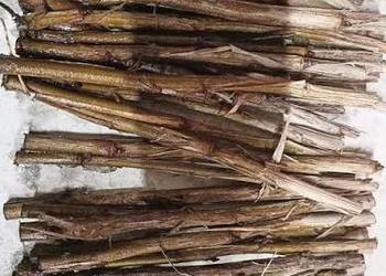 Sztobry, kije czarnej porzeczki Tisel