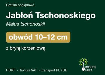 Jabłoń Tschonoskiego obwód 10-12 cm, z bryłą – HURT