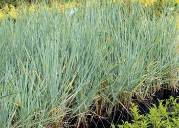 Wydmuchrzyca piaskowa 'Glauca'