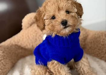 Pudel Toy pudel miniatura piękny Kenzo gotowy do odbioru