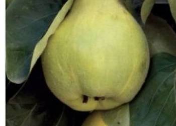 Sprzedam pigwę