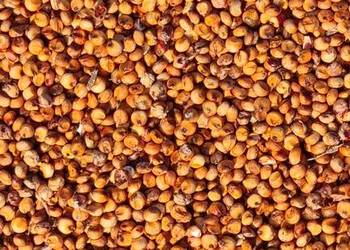 SORGO   czerwone  sprzedam