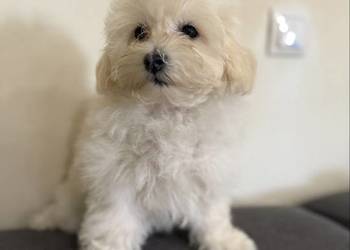 Maltipoo śliczna sunia