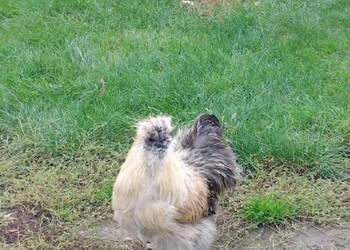 Kogut Silka dorosły