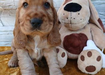 Śliczne Szczenięta Cocker Spaniel Angielski