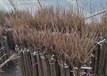 Porzeczki i agresty szczepione na pniu