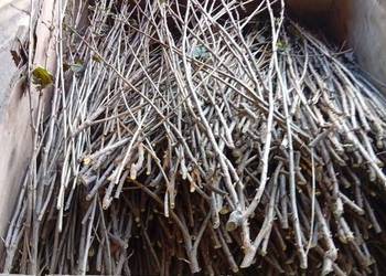 Patyki porzeczka czarna