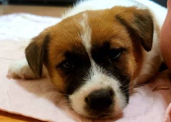 Jack russell terier