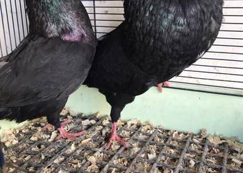 Garłacze Górnośląskie koroniaste