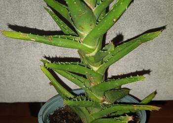 Aloes zielony, nr 4, roślina rosnąca, wys. 29cm
