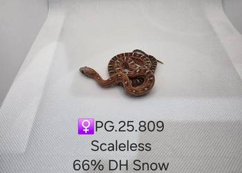 Wąż zbożowy samce i samice