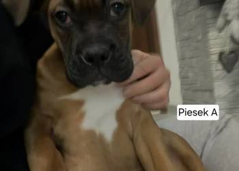 Szczeniaki Bokser - Ostatni Piesek.