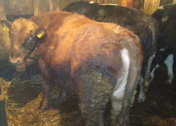 Sprzedam byka August czerwony MM