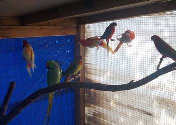 PAPUGI ROZELLA ŚWIERGOTY NIEROZŁĄCZKI FALISTE ALEKSANDRETTA PAPUGI ROZELLA ŚWIERGOTY NIEROZŁĄCZKI FALISTE ALEKSANDRETTA