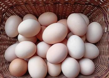 Jajka z wolnego wybiegu 80gr/sztuka